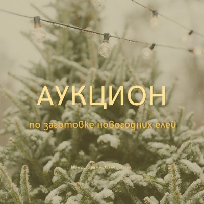 В Калужской области начинается заготовка новогодних елей