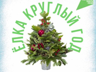 Калужанам предложили встретить Новый год с елкой в горшке