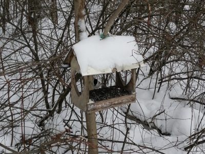Калужан призвали подкармливать зимующих птиц