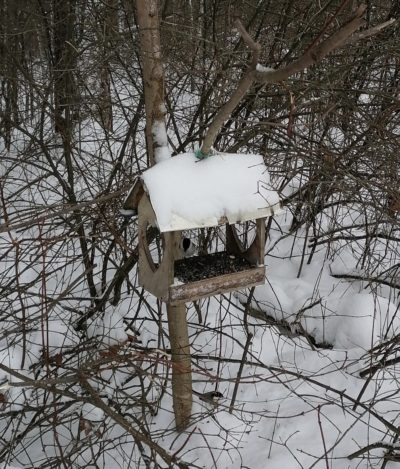 Калужан призвали подкармливать зимующих птиц