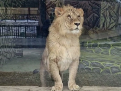 В калужском зоопарке «Биосфера» простились со львом Чандром