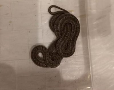 На калужском режимном объекте обнаружили редкую змею