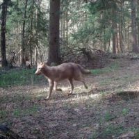 В Калужской области волк попал в фотоловушку