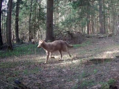 В Калужской области волк попал в фотоловушку