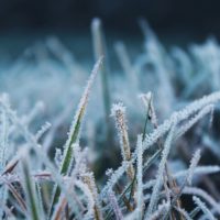 В Калужской области снова ожидаются заморозки