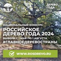 Дуб из Полотняного Завода стал претендентом на звание «Российское дерево года»