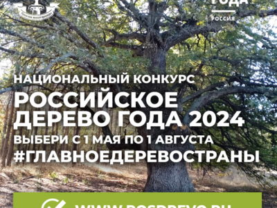 Дуб из Полотняного Завода стал претендентом на звание «Российское дерево года»