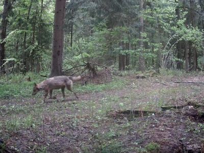 В Калужской области заметили волка, зайца и барсука