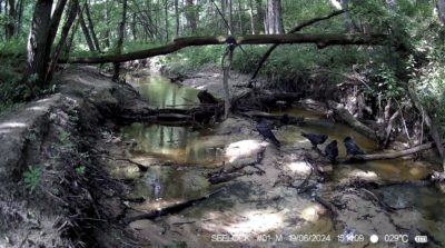 В «Калужских засеках» вороны принимают водные процедуры