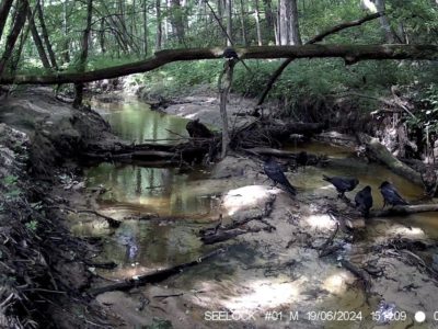 В «Калужских засеках» вороны принимают водные процедуры