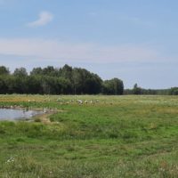 Десятки белых аистов заметили в Калужской области
