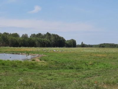 Десятки белых аистов заметили в Калужской области