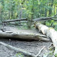 В калужском лесу заметили куниц