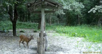 В калужском лесу заметили косулю