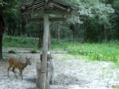 В калужском лесу заметили косулю