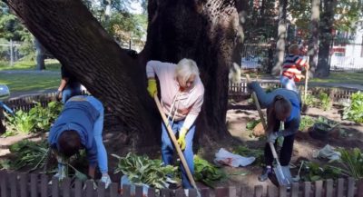 Калужские экскурсоводы благоустроили памятник природы «Дуб черешчатый»