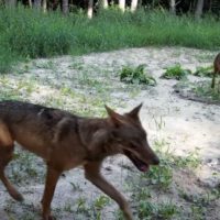 В Калужском лесу заметили юных волчат