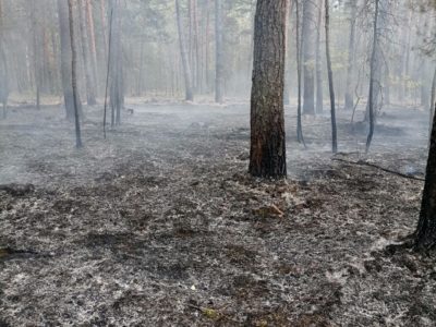 22 огнеборца тушили лесной пожар под Калугой