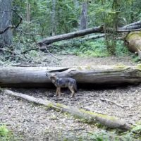 В калужском лесу «запел» волчонок