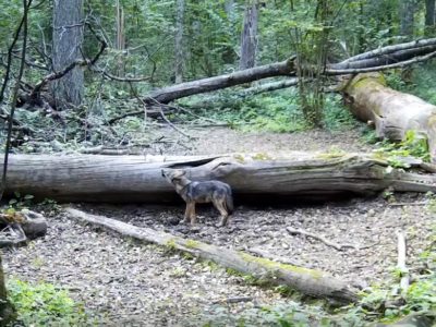 В калужском лесу «запел» волчонок