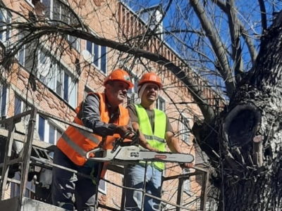 До конца года в Калуге спилят 1,3 тысячи засохших деревьев