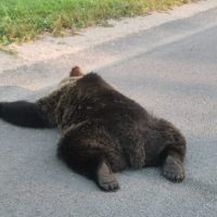 В Калужской области сбили медведя