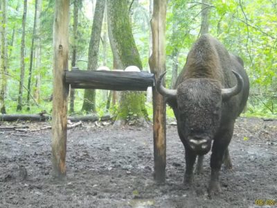 Крупного зубра запечатлели в калужском лесу