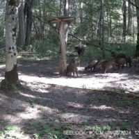 Стадо молодых кабанчиков попало в фотоловушку