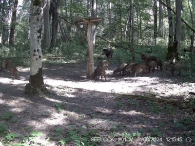 Стадо молодых кабанчиков попало в фотоловушку