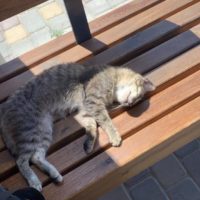В выходные в Калуге будет солнечно и жарко