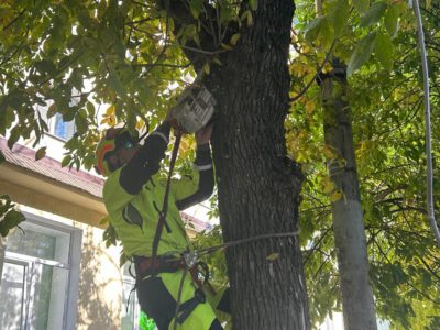 В Калуге продолжают удалять заражённые карантинным вредителем деревья