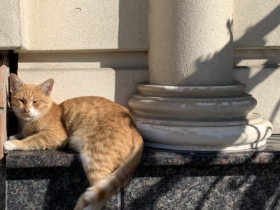 Теплая погода вновь радует калужан