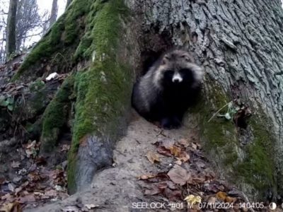 В калужском лесу заметили енотовидную собаку в дупле