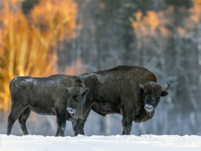 В калужском лесу обитает более 500 зубров