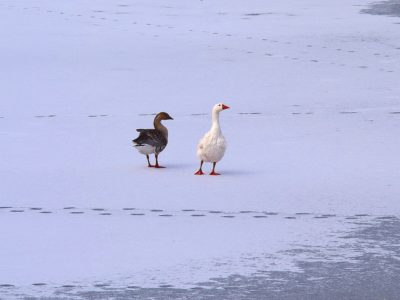 Мороз и гололедица