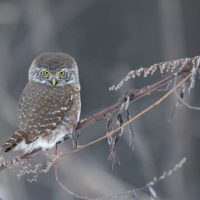 Воробьиный сычик из «Калужских засек» попозировал на камеру