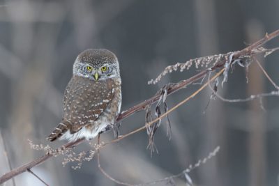 Воробьиный сычик из «Калужских засек» попозировал на камеру