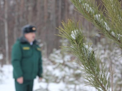 Активность «черных» лесорубов уменьшилась на 44% Активность «черных» лесорубов уменьшилась на 44%