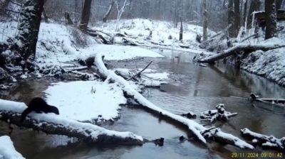 Американскую норку заметили в калужском заснеженном лесу