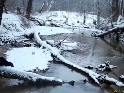 Американскую норку заметили в калужском заснеженном лесу