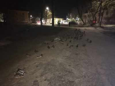 Уток на Пуховском пруду пересчитали Уток на Пуховском пруду пересчитали