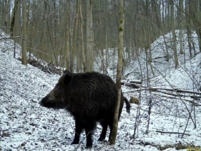В «Калужских засеках» показали «кабаньи соцсети»