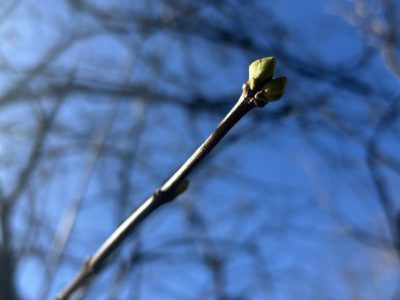 В Калугу пришло весеннее тепло