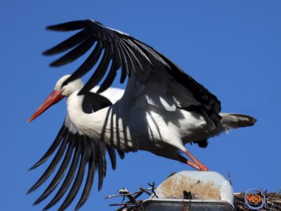 В Калужскую область начали возвращаться аисты