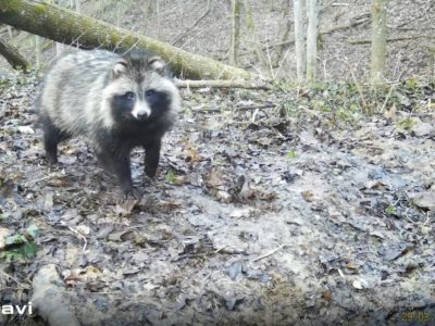 В калужском лесу енотовидная собака разведала барсучью нору