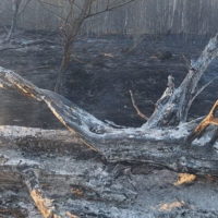 Количество природных пожаров резко выросло