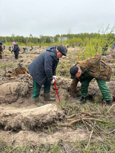 В Калужском лесничестве высадили более девяти тысяч сосен
