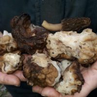 Пропавший грибник нашелся