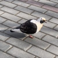 Прогноз погоды в Калуге