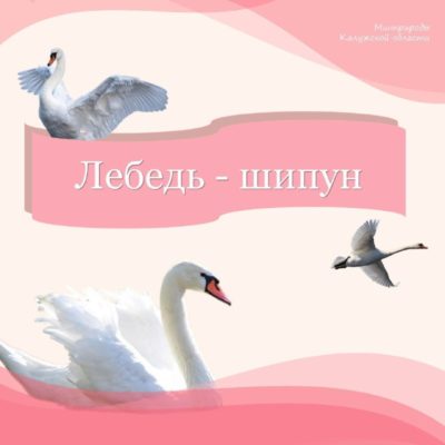 В Калужской области лебедя-шипуна занесли в Красную книгу